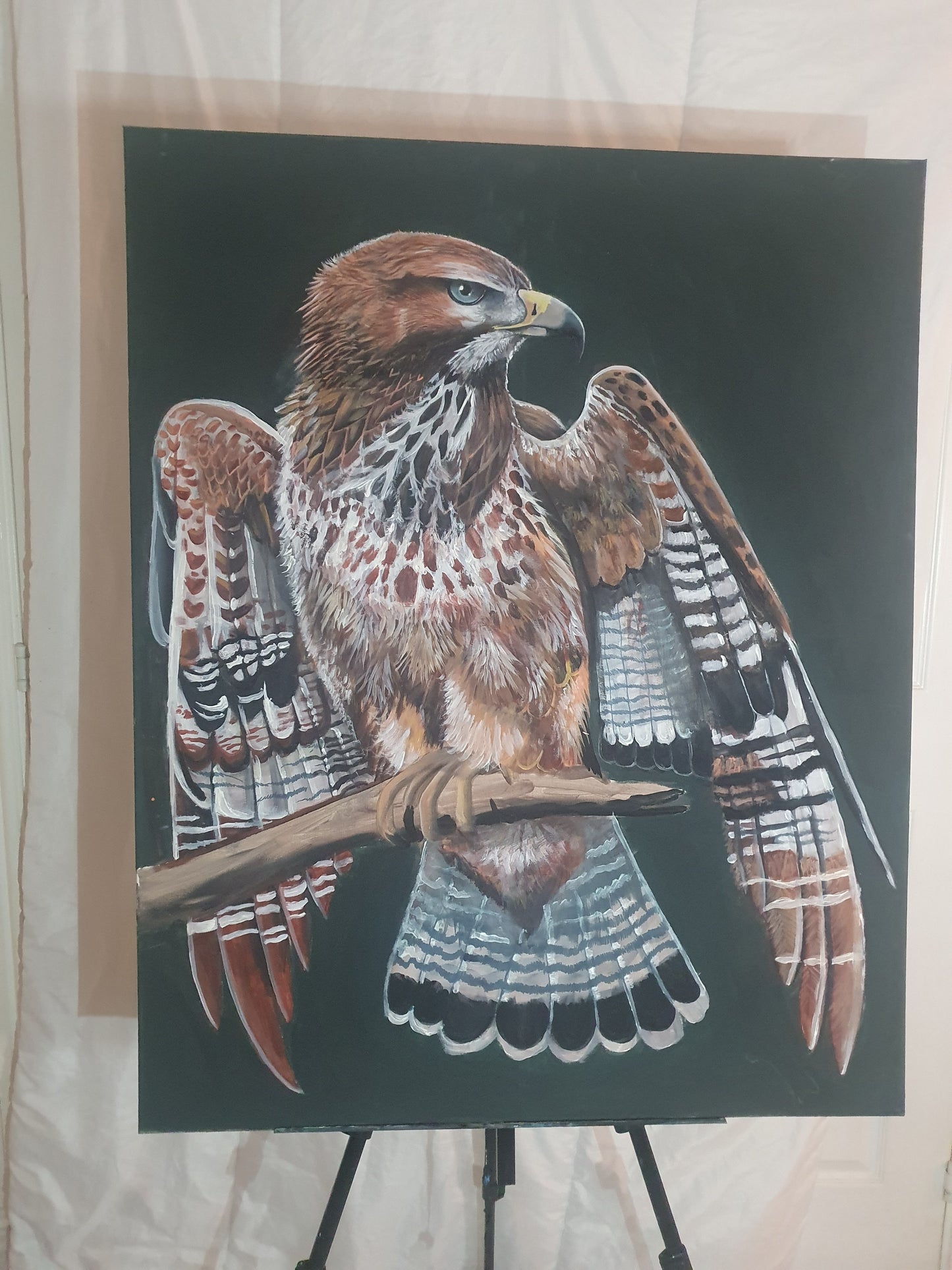 Red tail hawk