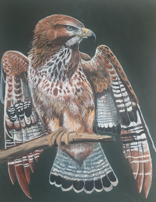 Red tail hawk