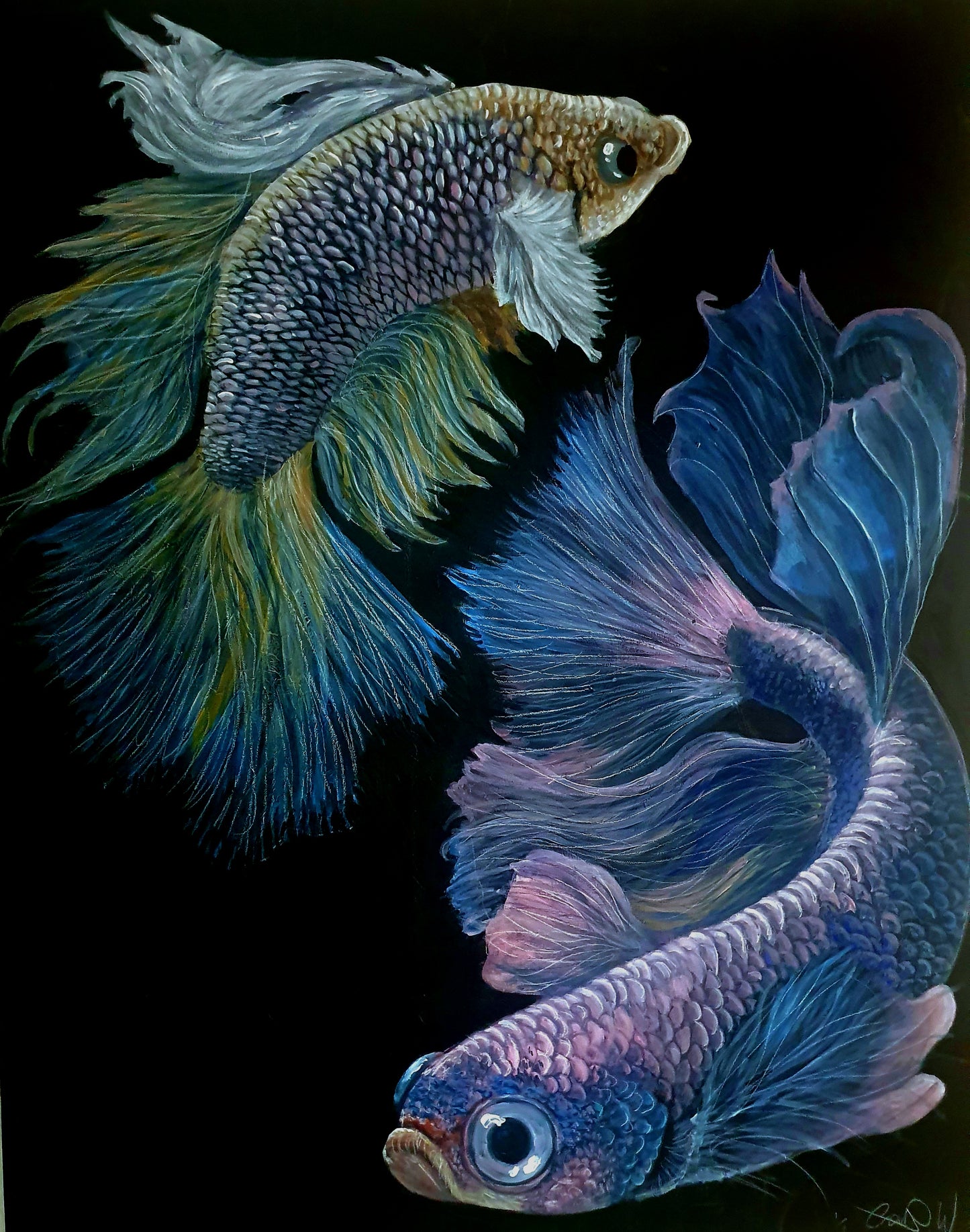 Beta fish